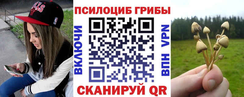 купить закладку  Кочубеевское  блэк спрут ссылка  Галлюциногенные грибы Psilocybine cubensis 
